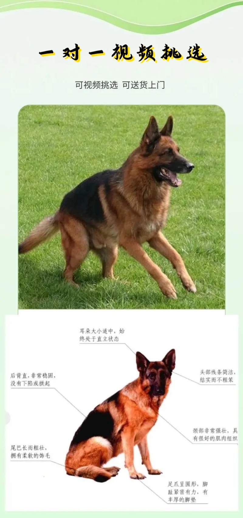 德牧幼犬弓背德国牧羊犬平背德牧纯种德牧犬疫苗驱虫已做