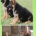 德牧幼犬弓背德国牧羊犬平背德牧纯种德牧犬疫苗驱虫已做