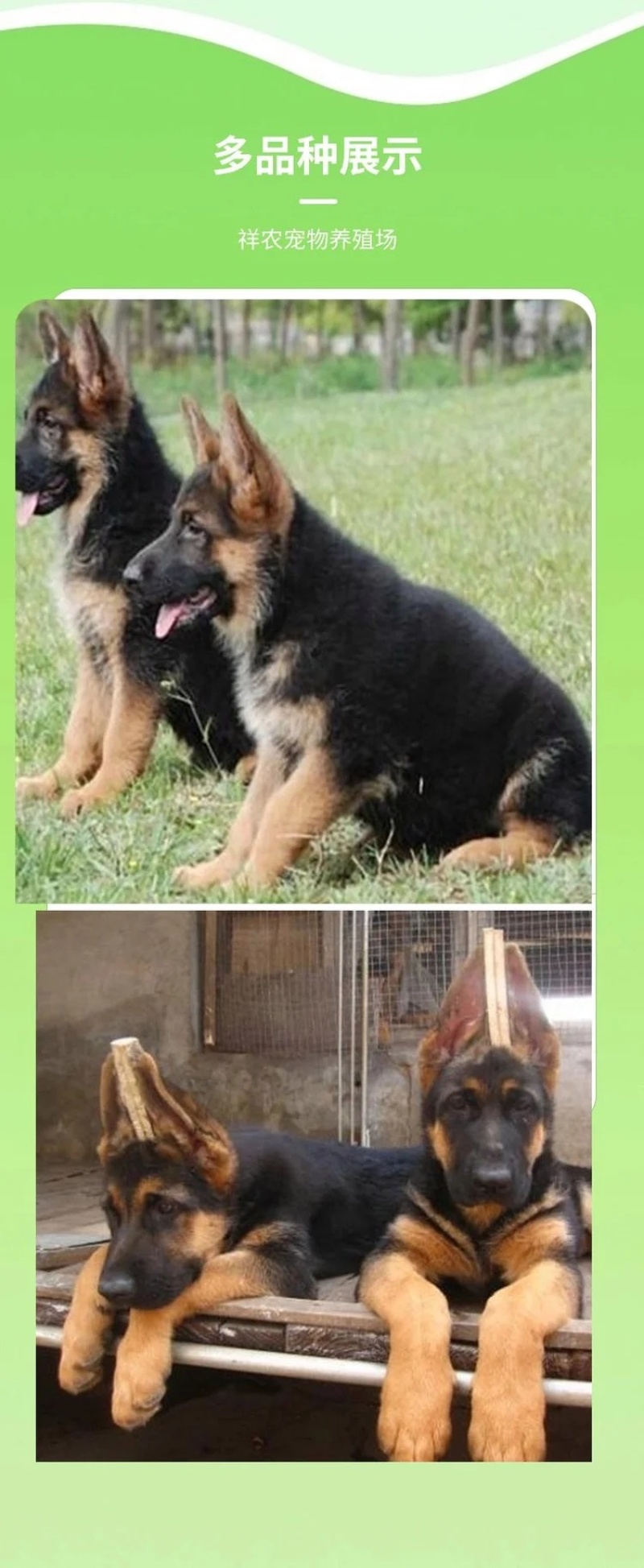 德牧幼犬弓背德国牧羊犬平背德牧纯种德牧犬疫苗驱虫已做