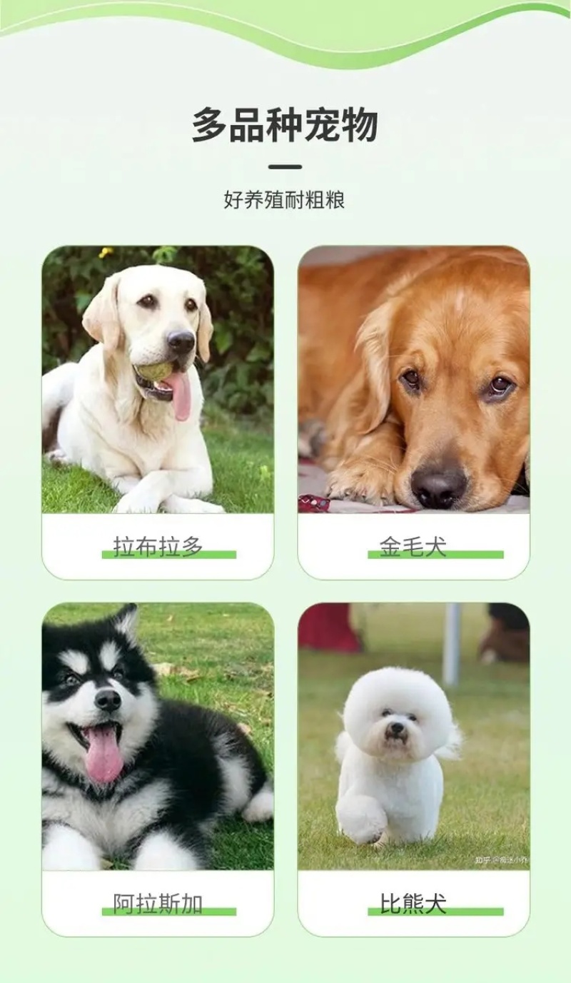 德牧幼犬弓背德国牧羊犬平背德牧纯种德牧犬疫苗驱虫已做