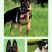德牧幼犬弓背德国牧羊犬平背德牧纯种德牧犬疫苗驱虫已做
