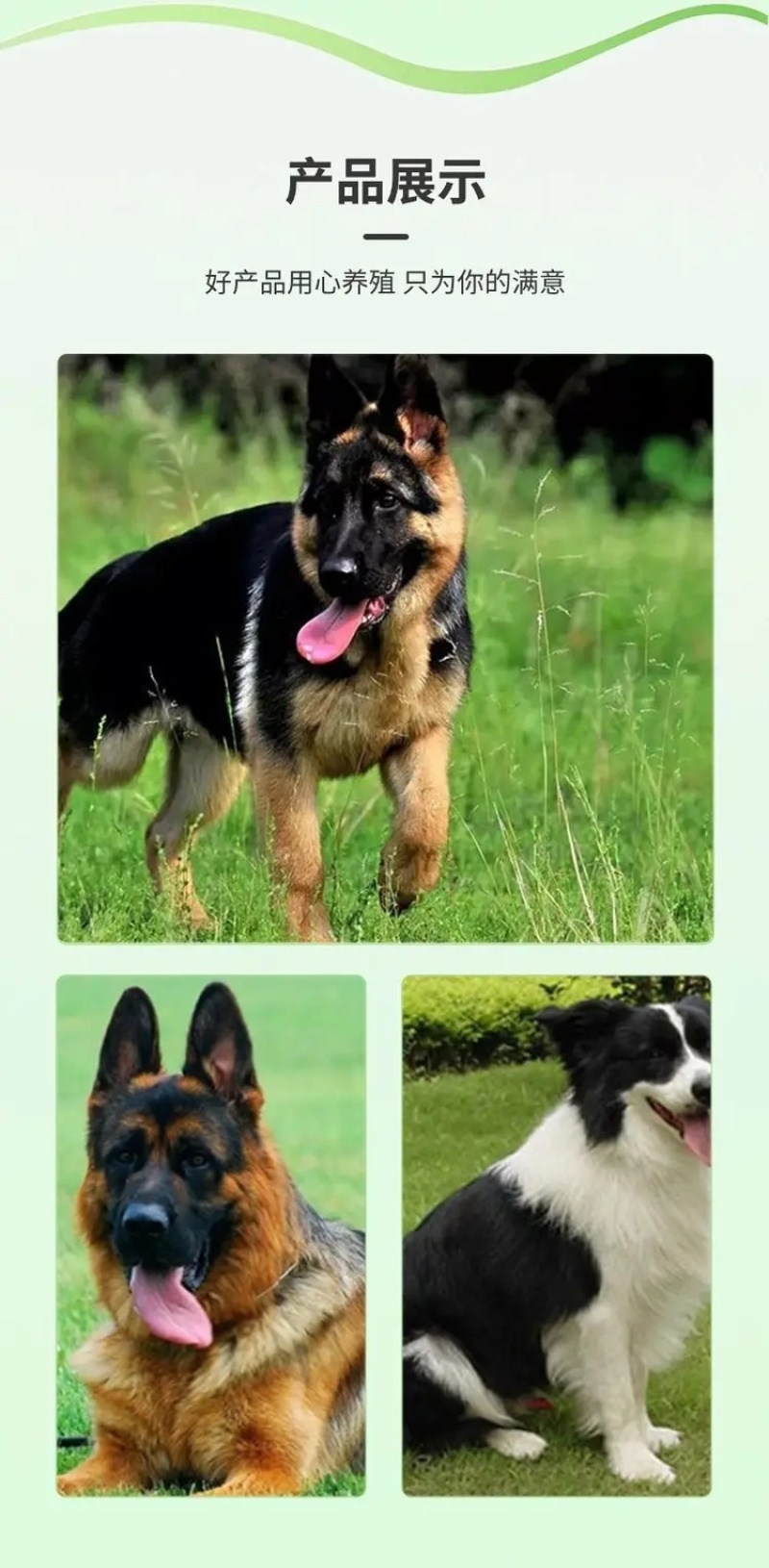 德牧幼犬弓背德国牧羊犬平背德牧纯种德牧犬疫苗驱虫已做