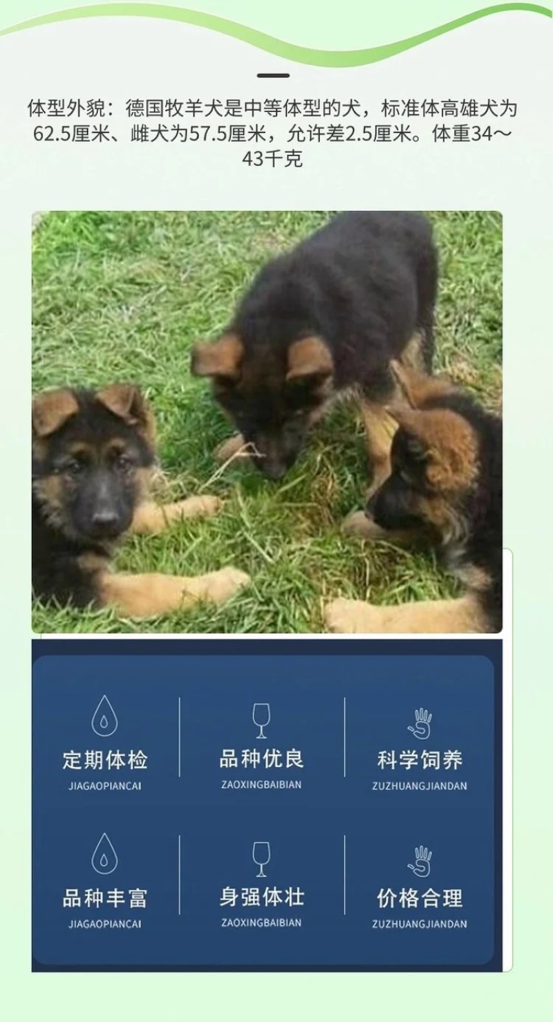 德牧幼犬弓背德国牧羊犬平背德牧纯种德牧犬疫苗驱虫已做