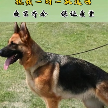 纯种德国牧羊犬德牧幼犬精品德牧犬弓背平背德牧犬狼狗