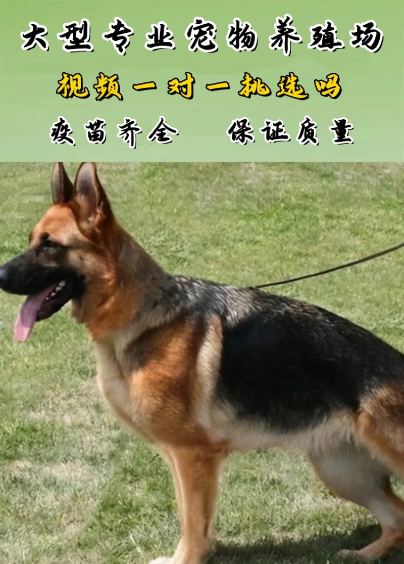 纯种德国牧羊犬德牧幼犬精品德牧犬弓背平背德牧犬狼狗