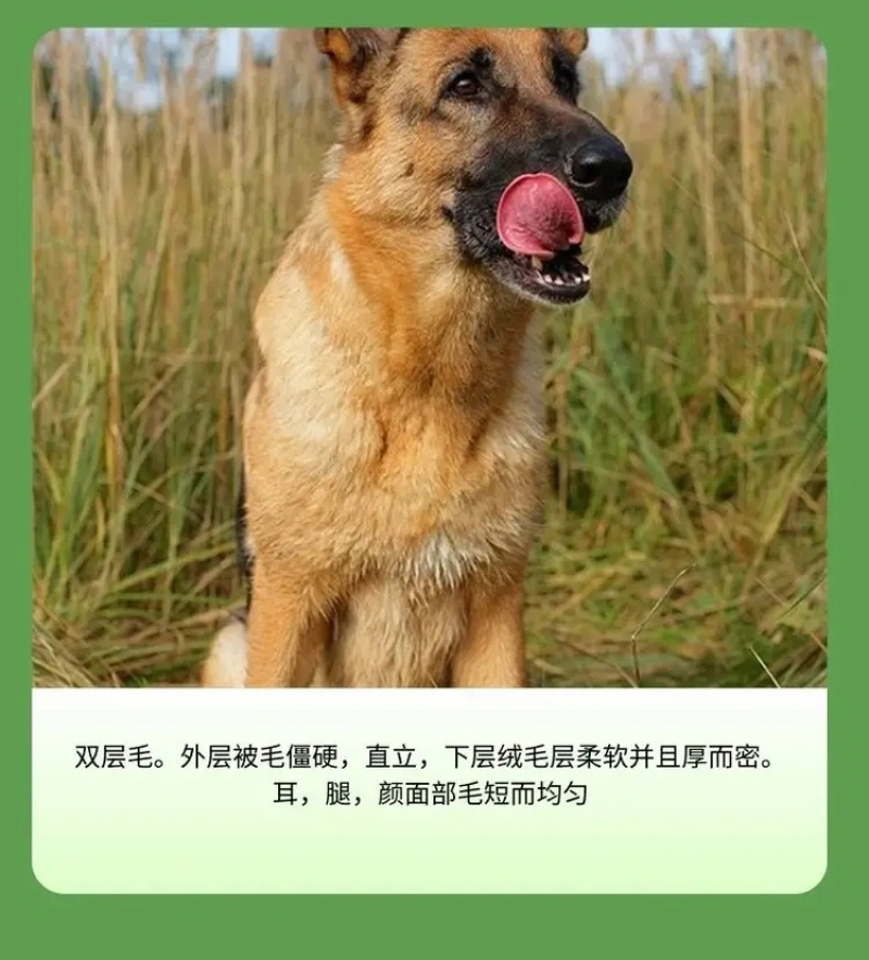 纯种德国牧羊犬德牧幼犬精品德牧犬弓背平背德牧犬狼狗