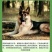 纯种德国牧羊犬德牧幼犬精品德牧犬弓背平背德牧犬狼狗