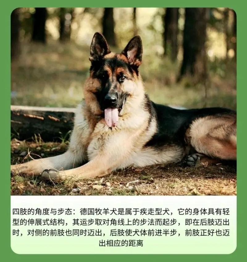 纯种德国牧羊犬德牧幼犬精品德牧犬弓背平背德牧犬狼狗