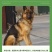 纯种德国牧羊犬德牧幼犬精品德牧犬弓背平背德牧犬狼狗