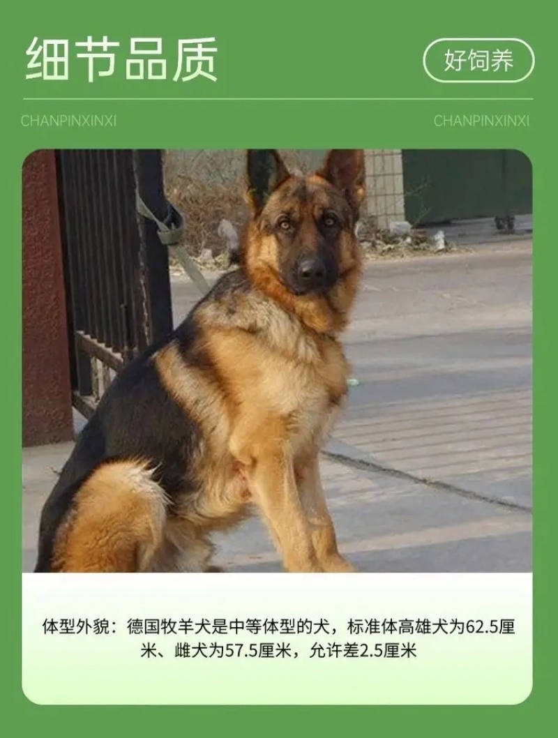 纯种德国牧羊犬德牧幼犬精品德牧犬弓背平背德牧犬狼狗