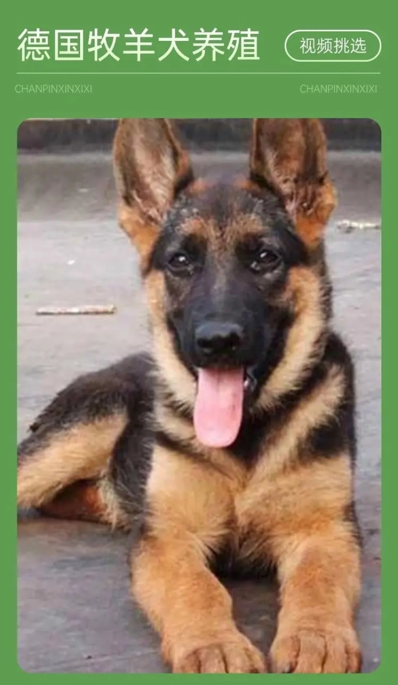 纯种德国牧羊犬德牧幼犬精品德牧犬弓背平背德牧犬狼狗