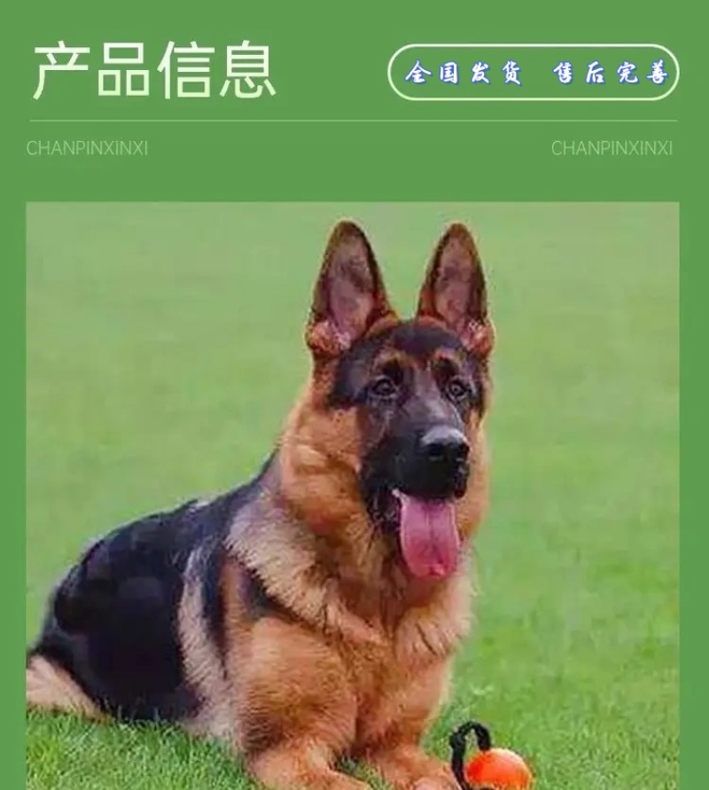 纯种德国牧羊犬德牧幼犬精品德牧犬弓背平背德牧犬狼狗