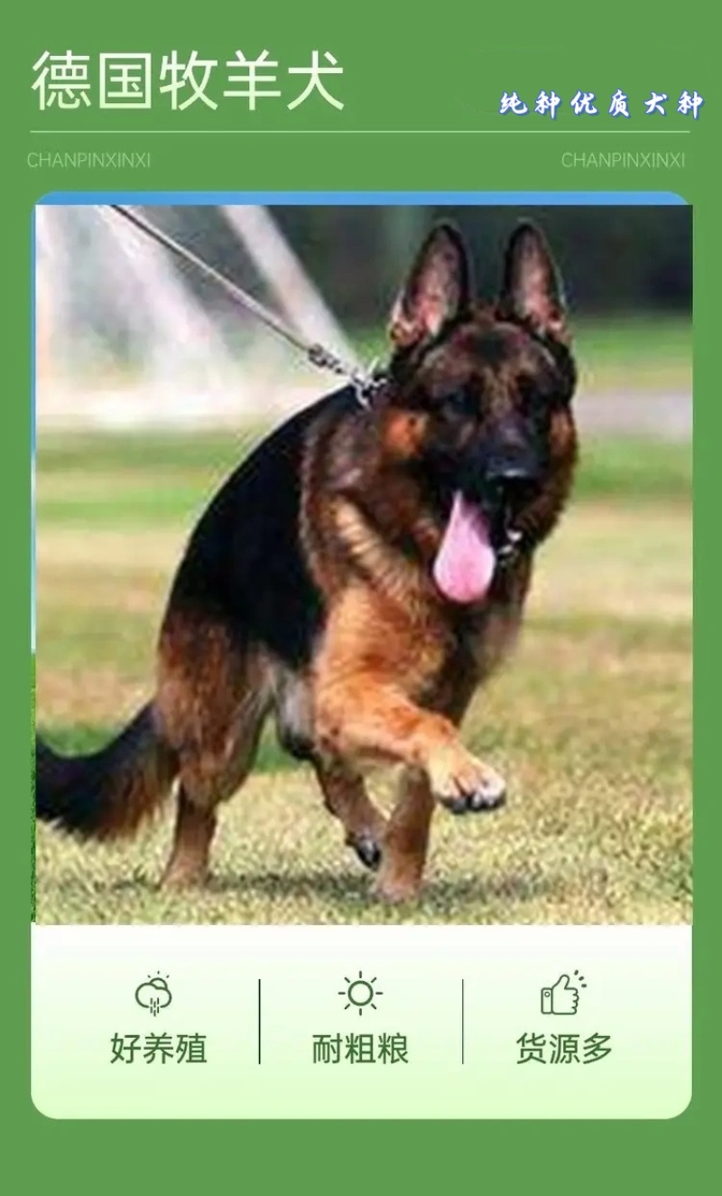 纯种德国牧羊犬德牧幼犬精品德牧犬弓背平背德牧犬狼狗