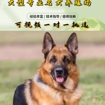 德牧犬德国牧羊犬幼犬平背德牧犬弓背德牧犬狼狗牧羊犬