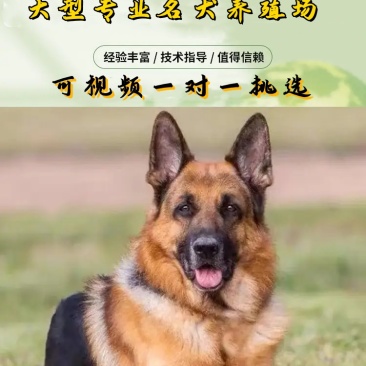 德牧犬德国牧羊犬幼犬平背德牧犬弓背德牧犬狼狗牧羊犬