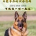 德牧犬德国牧羊犬幼犬平背德牧犬弓背德牧犬狼狗牧羊犬