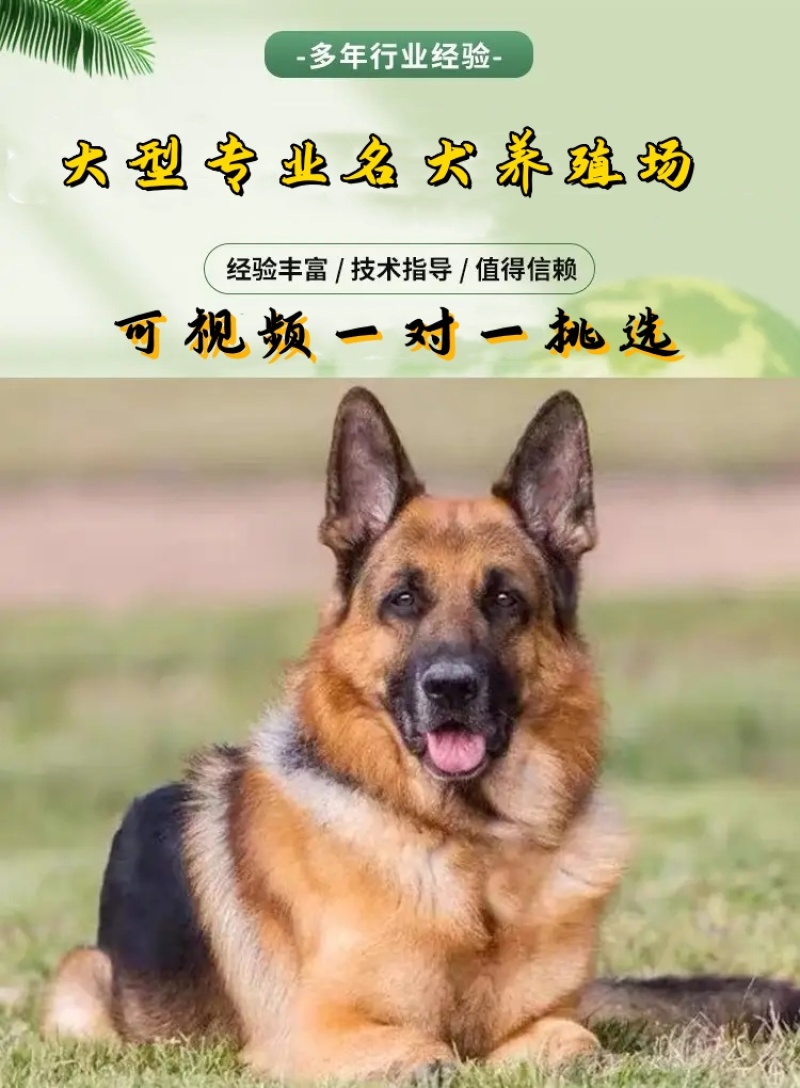 德牧犬德国牧羊犬幼犬平背德牧犬弓背德牧犬狼狗牧羊犬