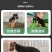 德牧犬德国牧羊犬幼犬平背德牧犬弓背德牧犬狼狗牧羊犬