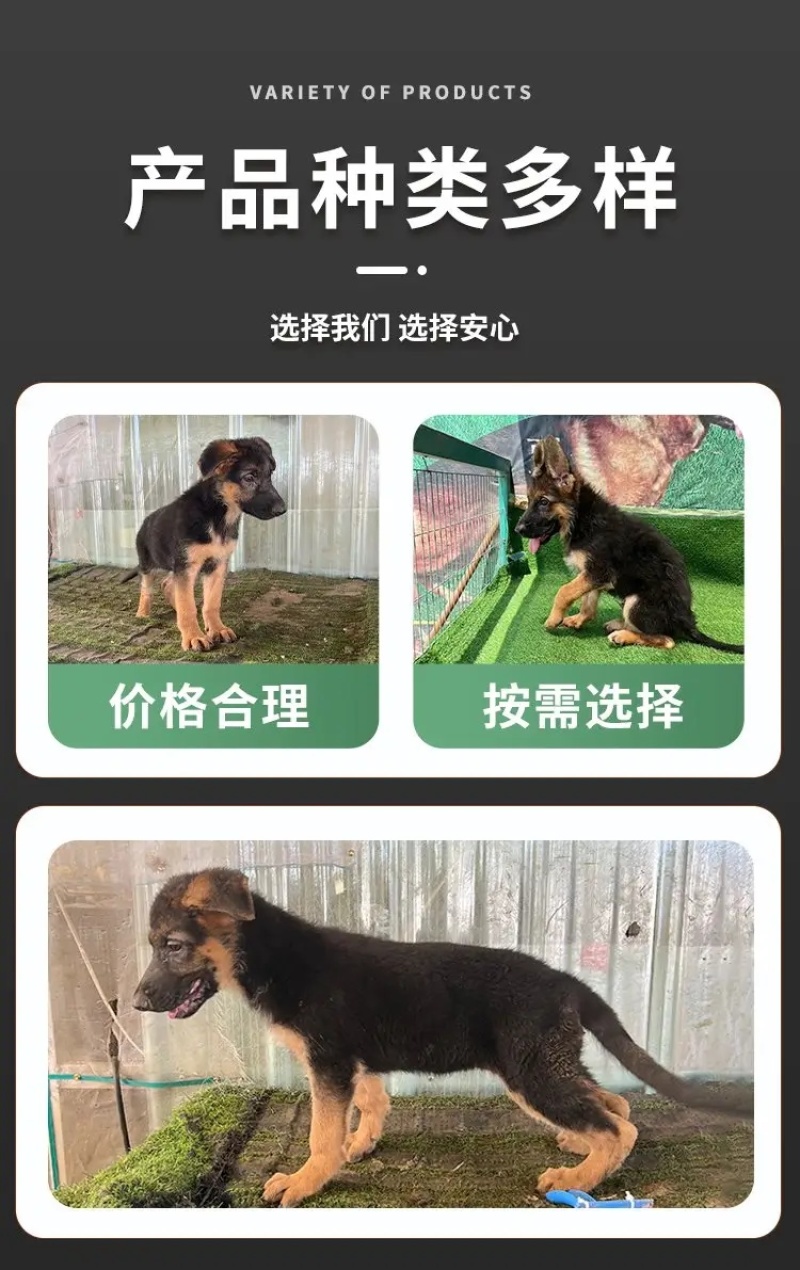 德牧犬德国牧羊犬幼犬平背德牧犬弓背德牧犬狼狗牧羊犬
