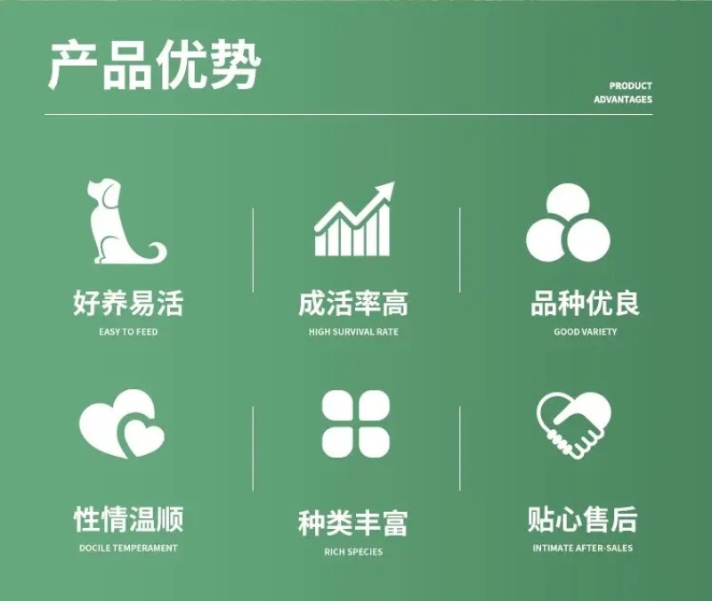 德牧犬德国牧羊犬幼犬平背德牧犬弓背德牧犬狼狗牧羊犬