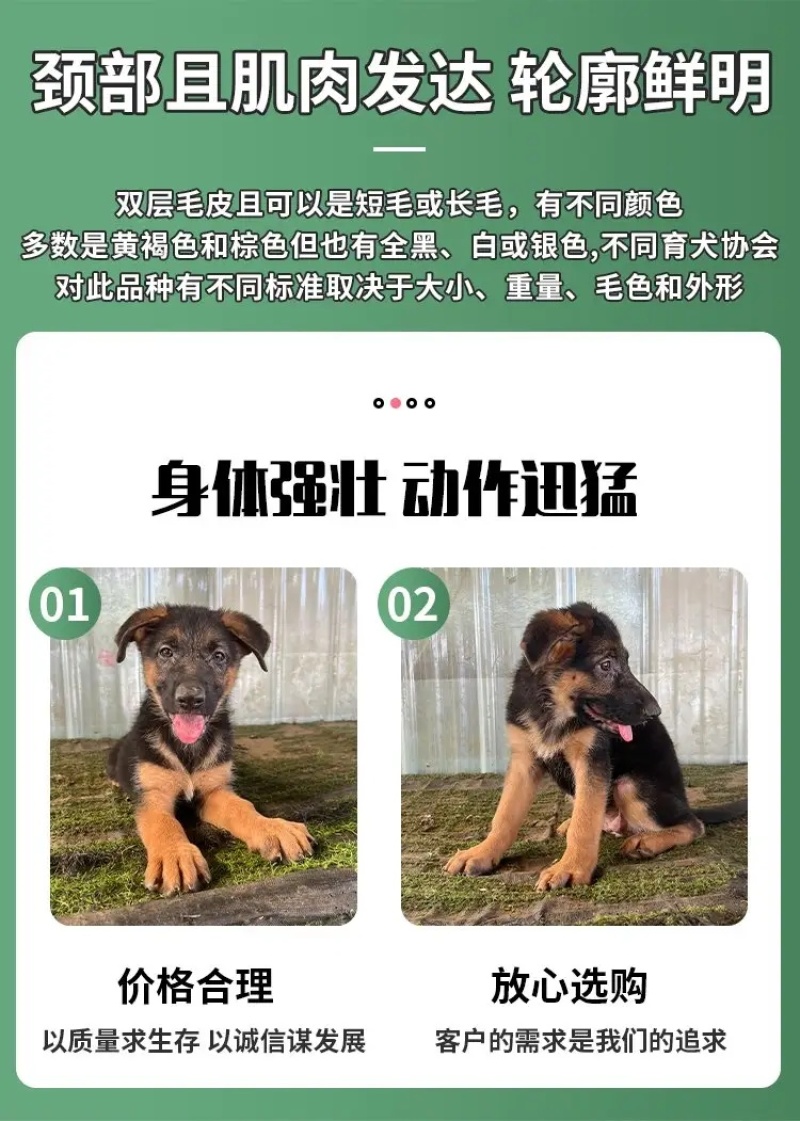 德牧犬德国牧羊犬幼犬平背德牧犬弓背德牧犬狼狗牧羊犬