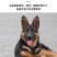 德牧犬德国牧羊犬幼犬平背德牧犬弓背德牧犬狼狗牧羊犬