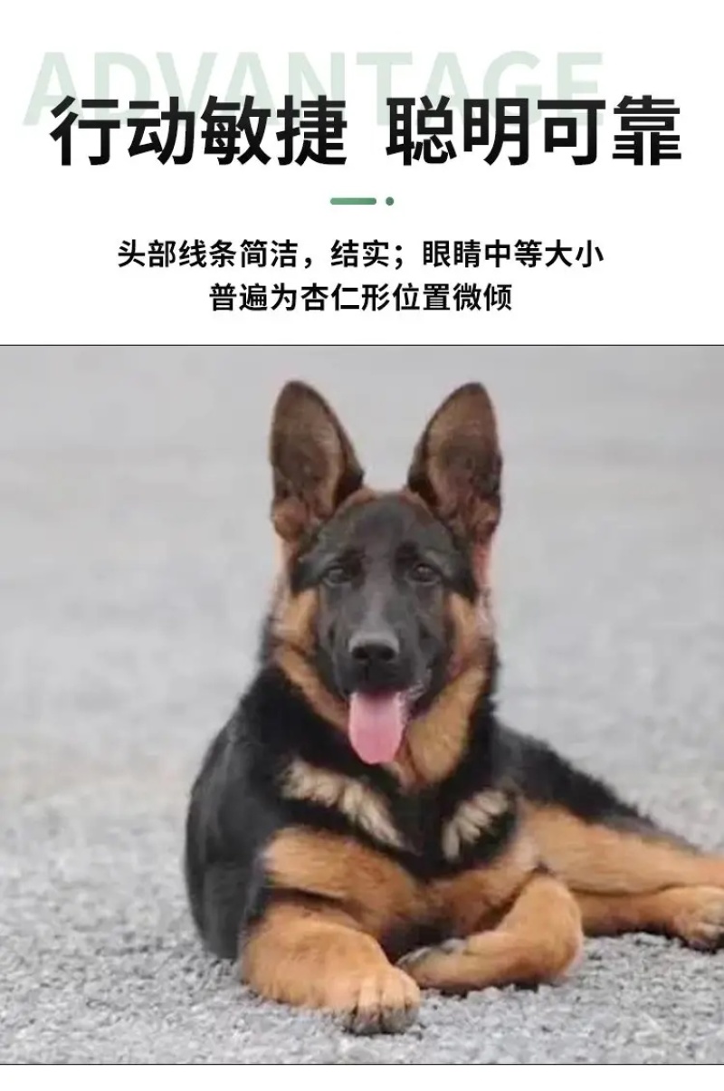 德牧犬德国牧羊犬幼犬平背德牧犬弓背德牧犬狼狗牧羊犬