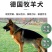 德牧犬德国牧羊犬幼犬平背德牧犬弓背德牧犬狼狗牧羊犬