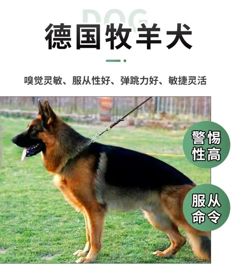 德牧犬德国牧羊犬幼犬平背德牧犬弓背德牧犬狼狗牧羊犬