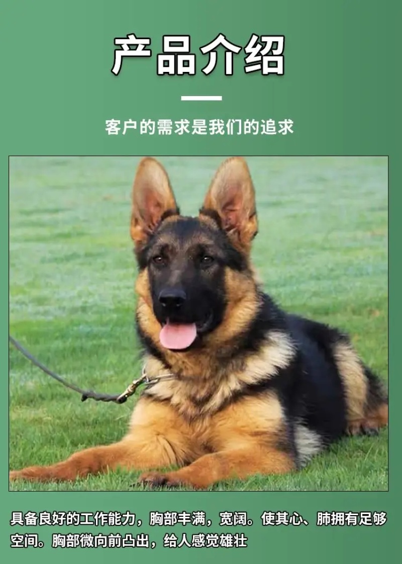 德牧犬德国牧羊犬幼犬平背德牧犬弓背德牧犬狼狗牧羊犬