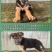 德牧犬德国牧羊犬幼犬平背德牧犬弓背德牧犬狼狗牧羊犬
