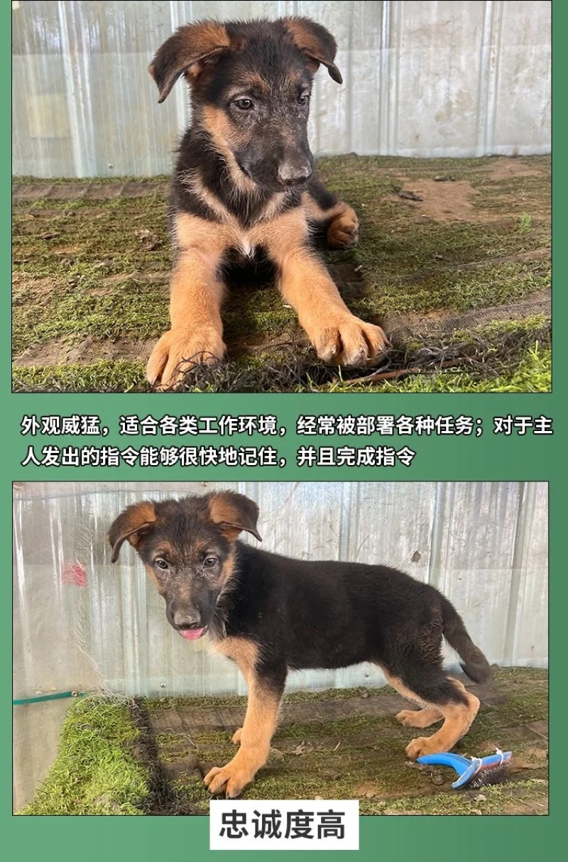 德牧犬德国牧羊犬幼犬平背德牧犬弓背德牧犬狼狗牧羊犬