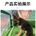 德牧犬德国牧羊犬幼犬平背德牧犬弓背德牧犬狼狗牧羊犬
