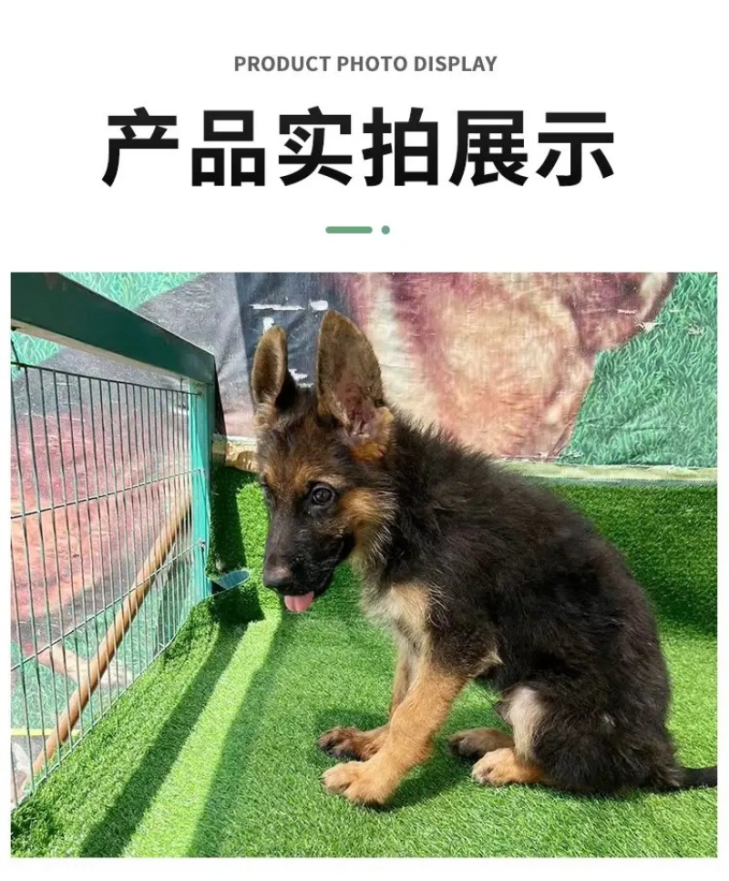 德牧犬德国牧羊犬幼犬平背德牧犬弓背德牧犬狼狗牧羊犬