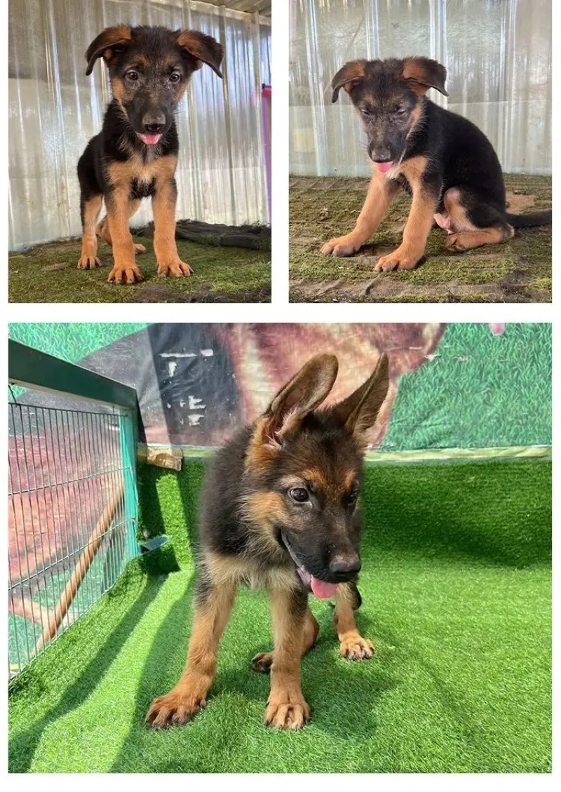 德牧犬德国牧羊犬幼犬平背德牧犬弓背德牧犬狼狗牧羊犬