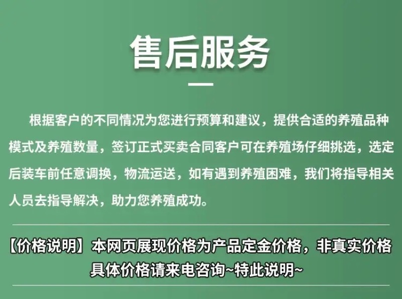 德牧犬德国牧羊犬幼犬平背德牧犬弓背德牧犬狼狗牧羊犬