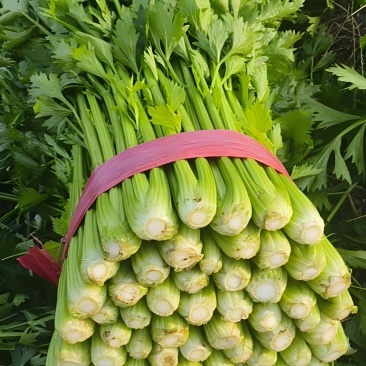 新鲜芹菜西芹产地直发大量供应对接全国市场