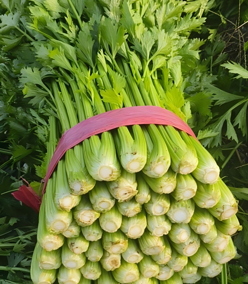 新鲜芹菜西芹产地直发大量供应对接全国市场