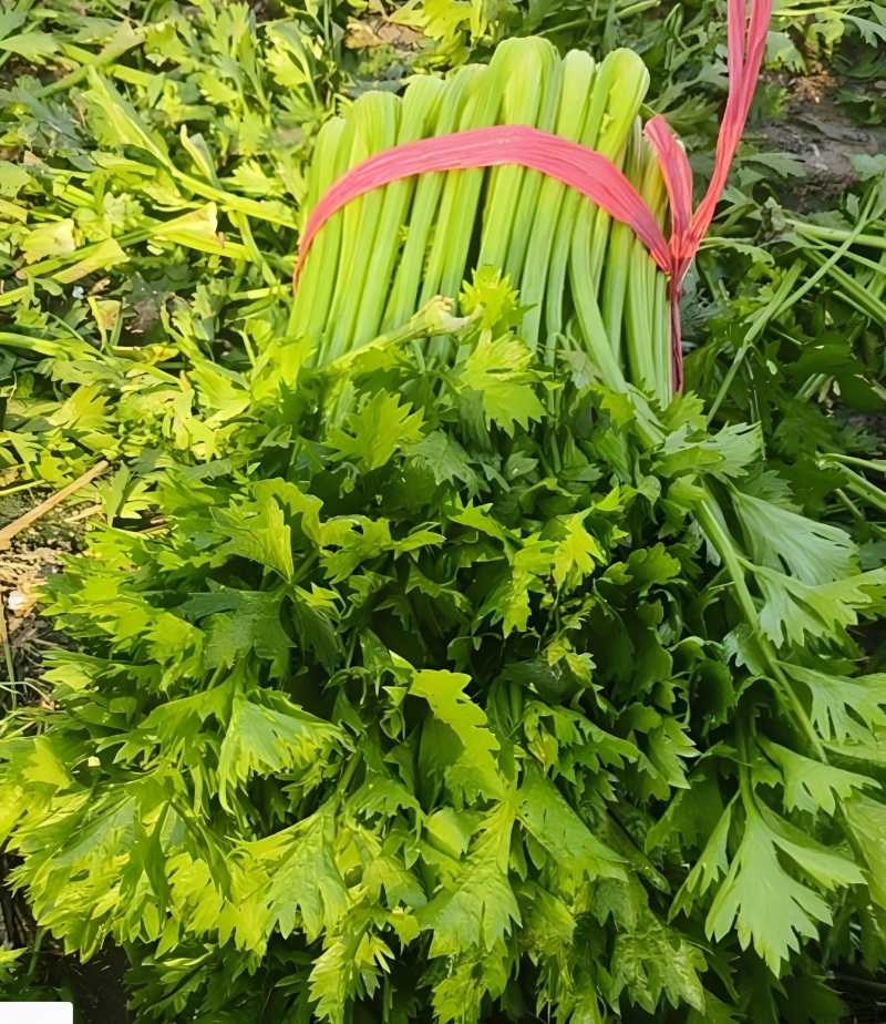新鲜芹菜西芹产地直发大量供应对接全国市场