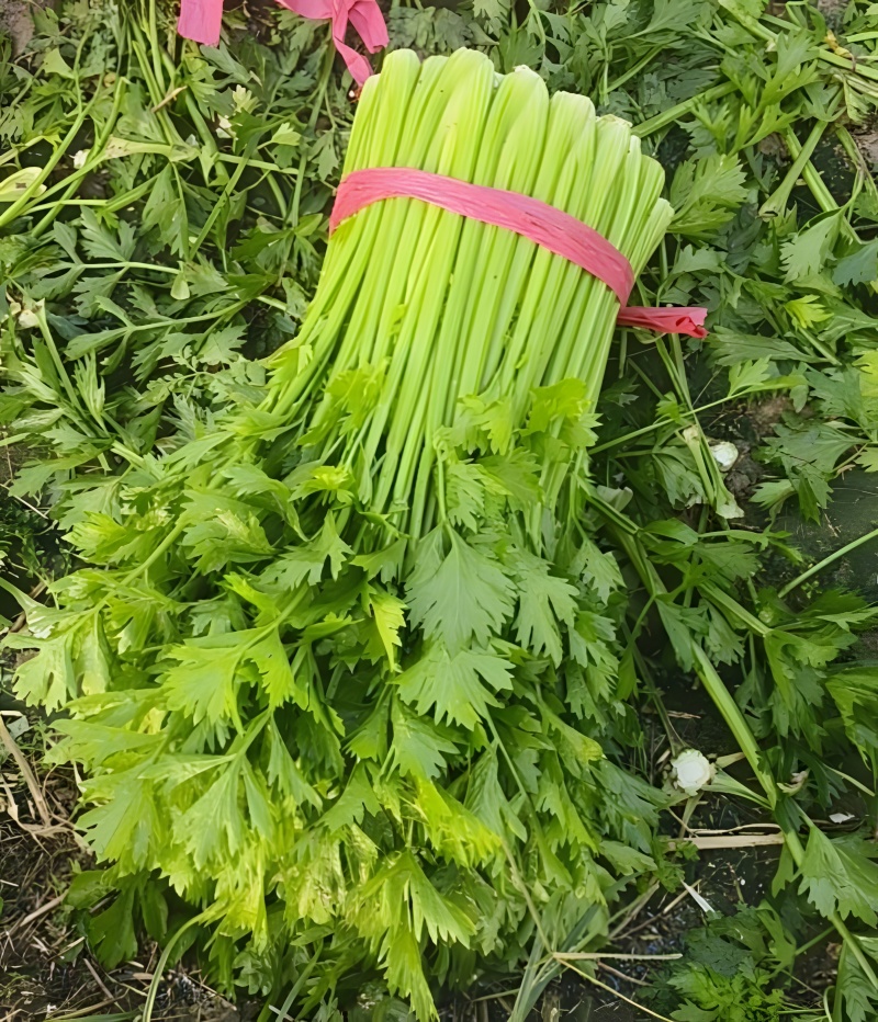 新鲜芹菜西芹产地直发大量供应对接全国市场