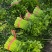 新鲜芹菜西芹产地直发大量供应对接全国市场