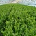 新鲜芹菜西芹产地直发大量供应对接全国市场