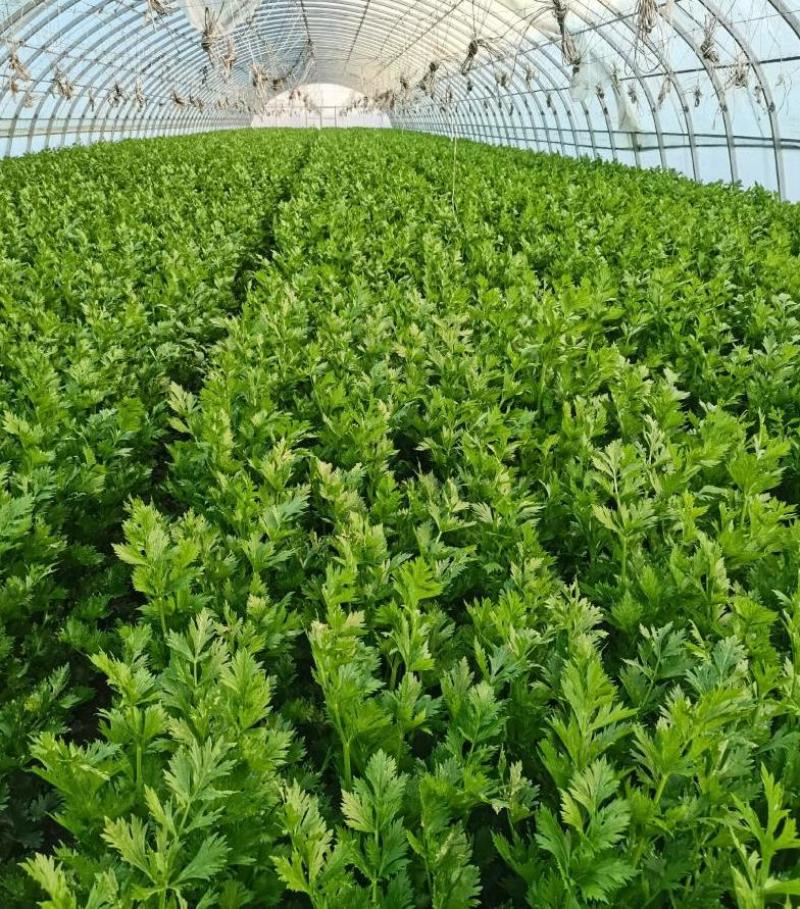 新鲜芹菜西芹产地直发大量供应对接全国市场