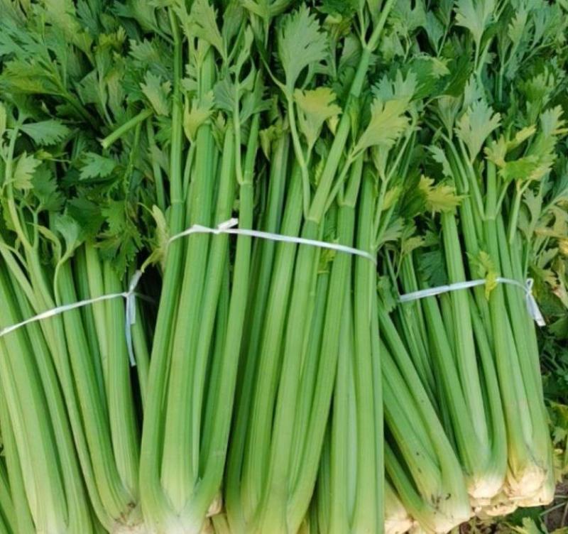 新鲜芹菜西芹产地直发大量供应对接全国市场