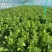 新鲜芹菜西芹产地直发大量供应对接全国市场