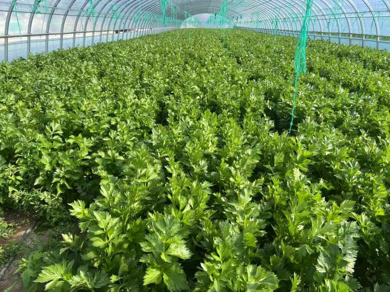 新鲜芹菜西芹产地直发大量供应对接全国市场
