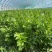 新鲜芹菜西芹产地直发大量供应对接全国市场