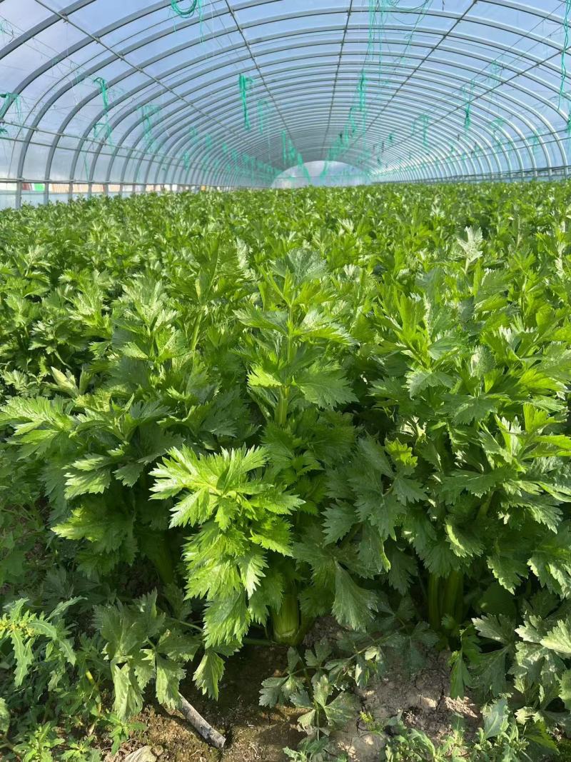 新鲜芹菜西芹产地直发大量供应对接全国市场