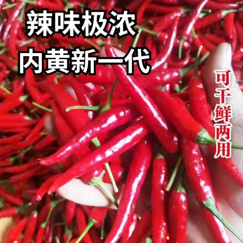 内黄新一代朝天椒种子高辣皮薄籽多辣味浓