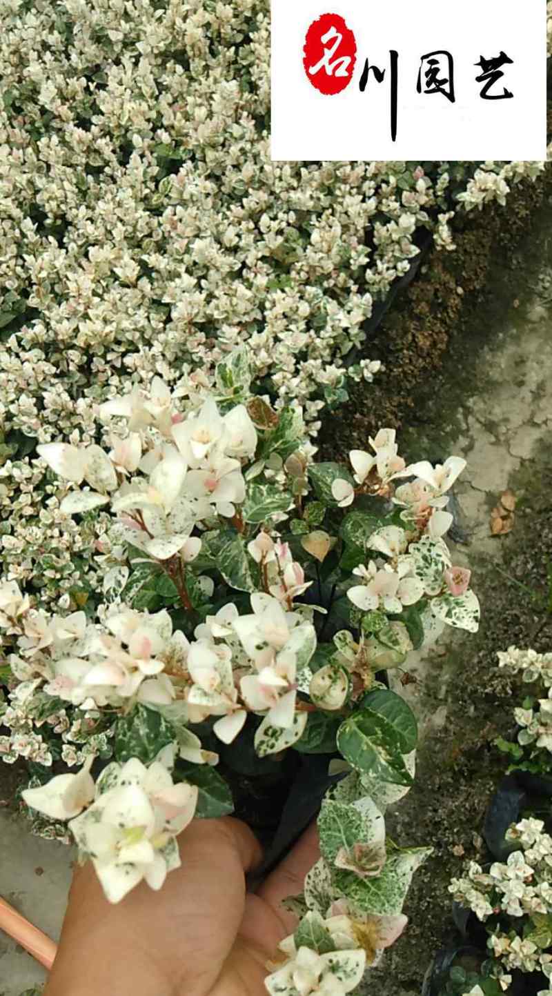 出售花叶络石工程杯苗花境花坛绿化带彩叶苗量大价优